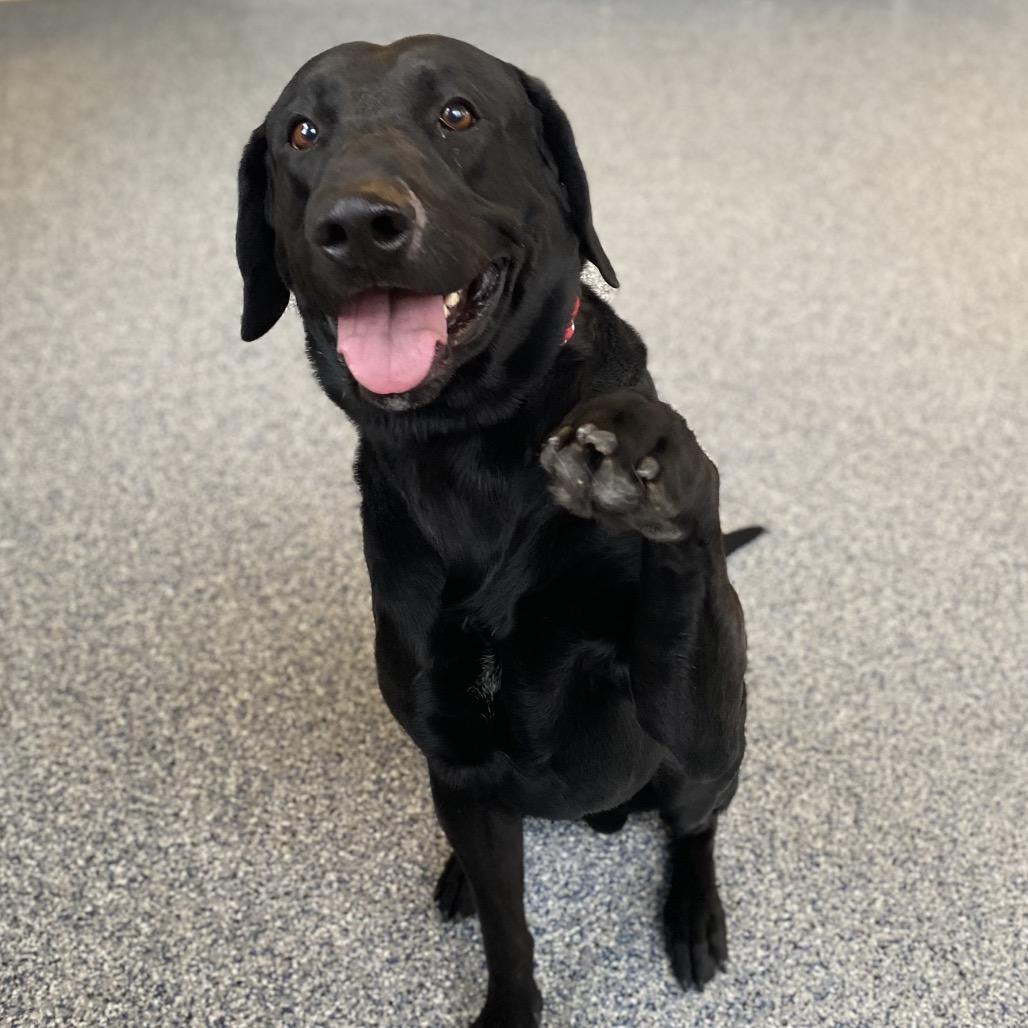 Enlarge Douglas, a Adoptable mixed breed in Great Falls, MT image 3/5