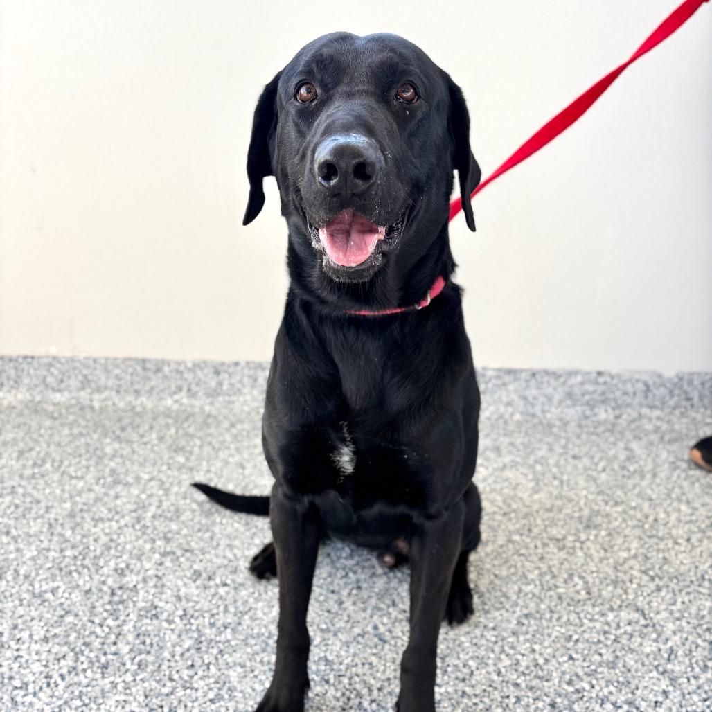 Enlarge Douglas, a Adoptable mixed breed in Great Falls, MT image 4/5