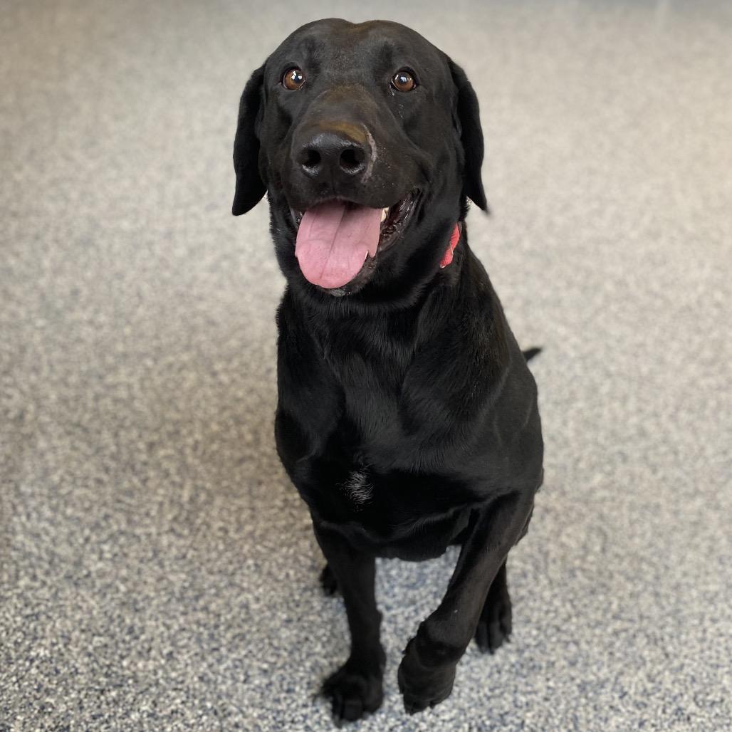 Enlarge Douglas, a Adoptable mixed breed in Great Falls, MT image 5/5