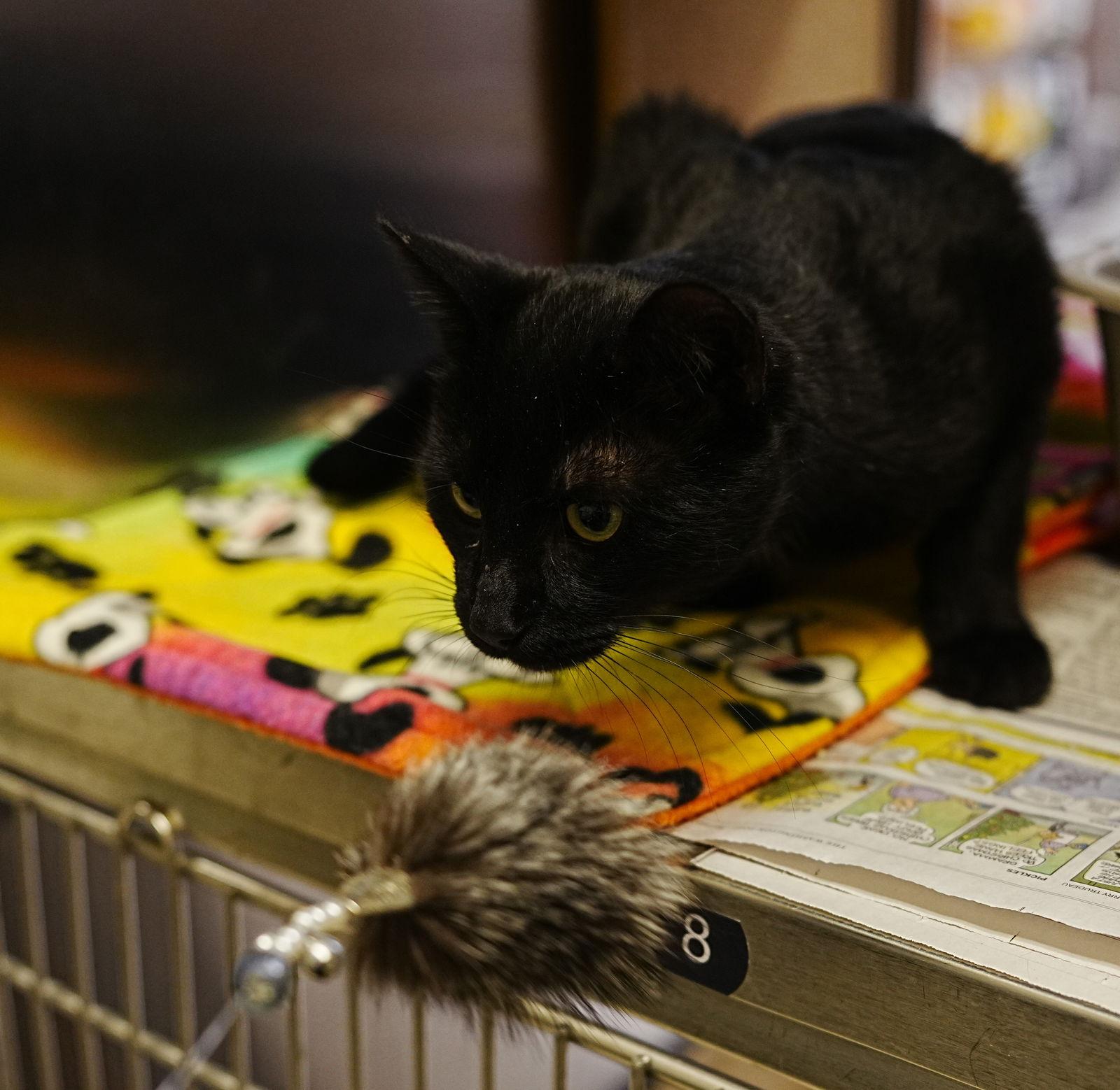 Heinz — thumbnail 2