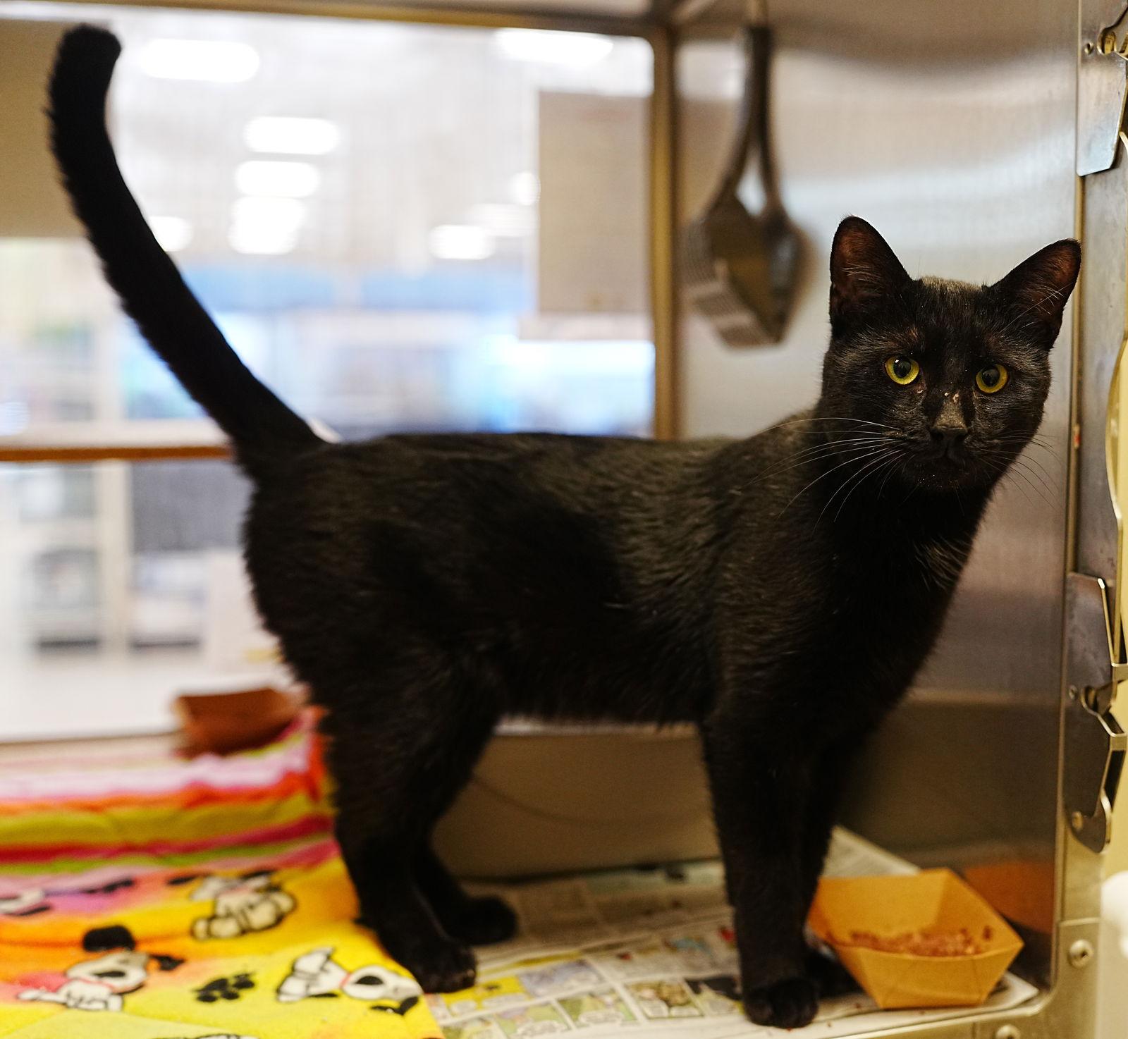 Heinz — thumbnail 3