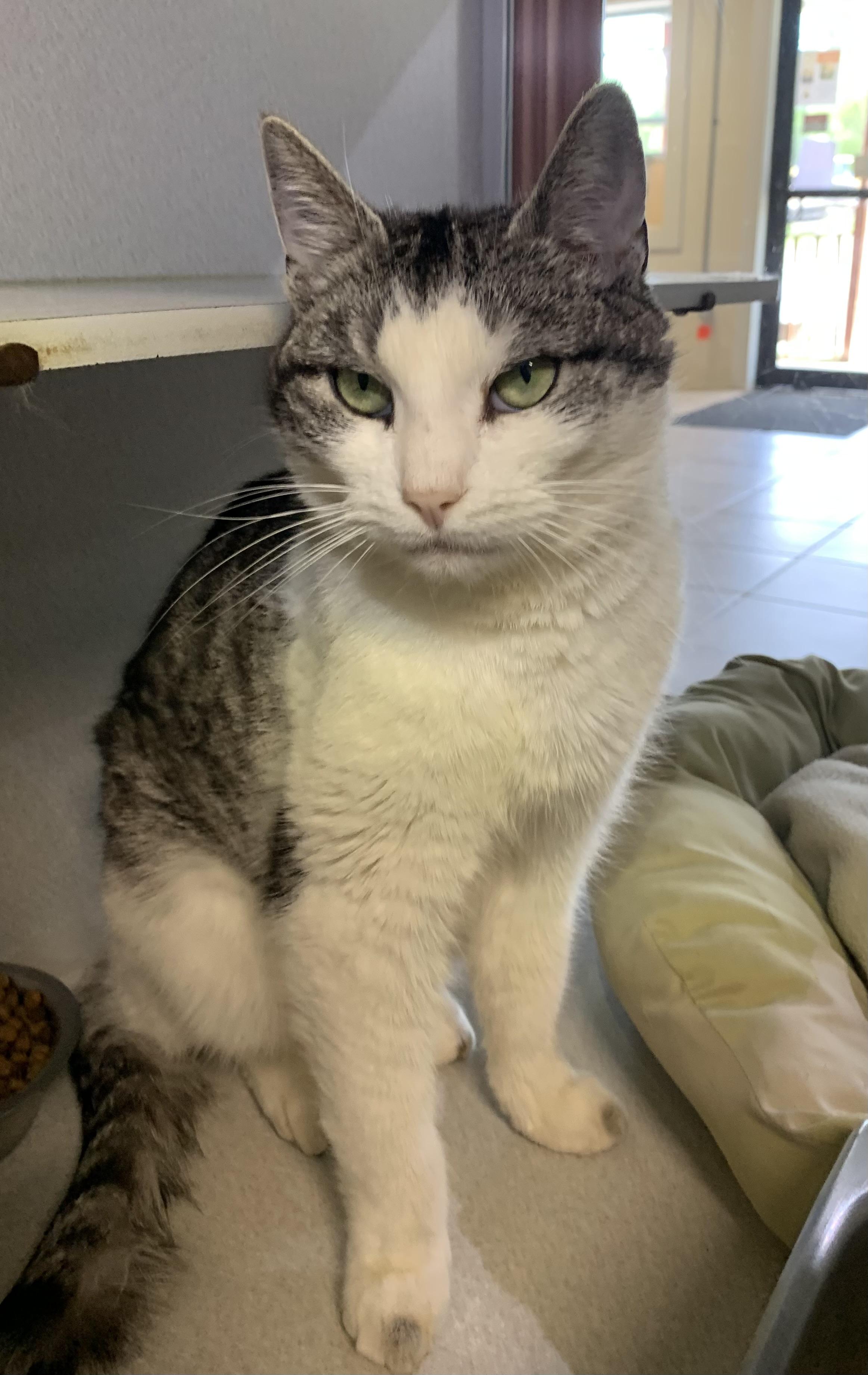 Enlarge Miya SPONSORED, a ADOPTABLE mixed breed in Massena, NY image 2/2