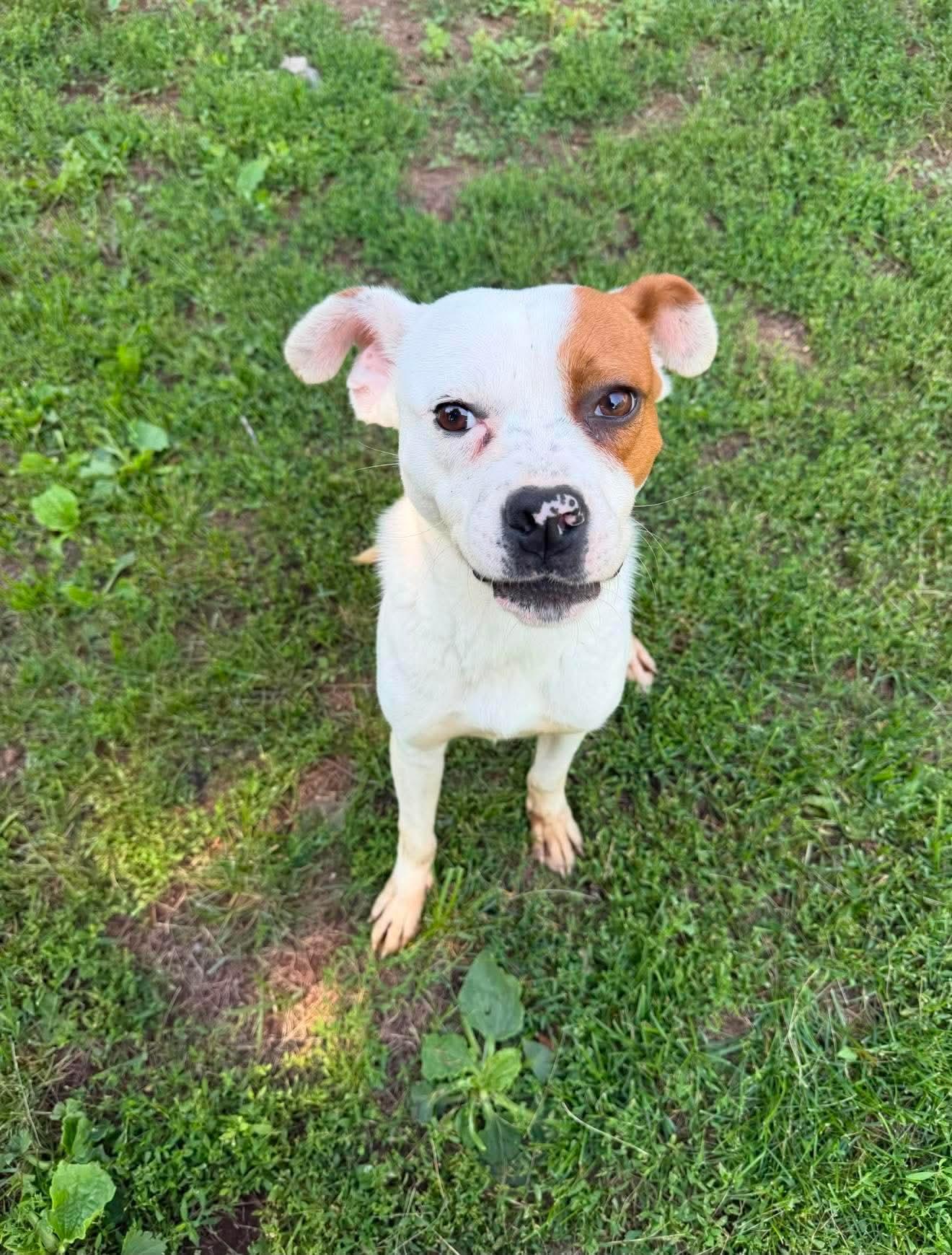 Steve, a Adoptable mixed breed in Duluth, MN image 1/3
