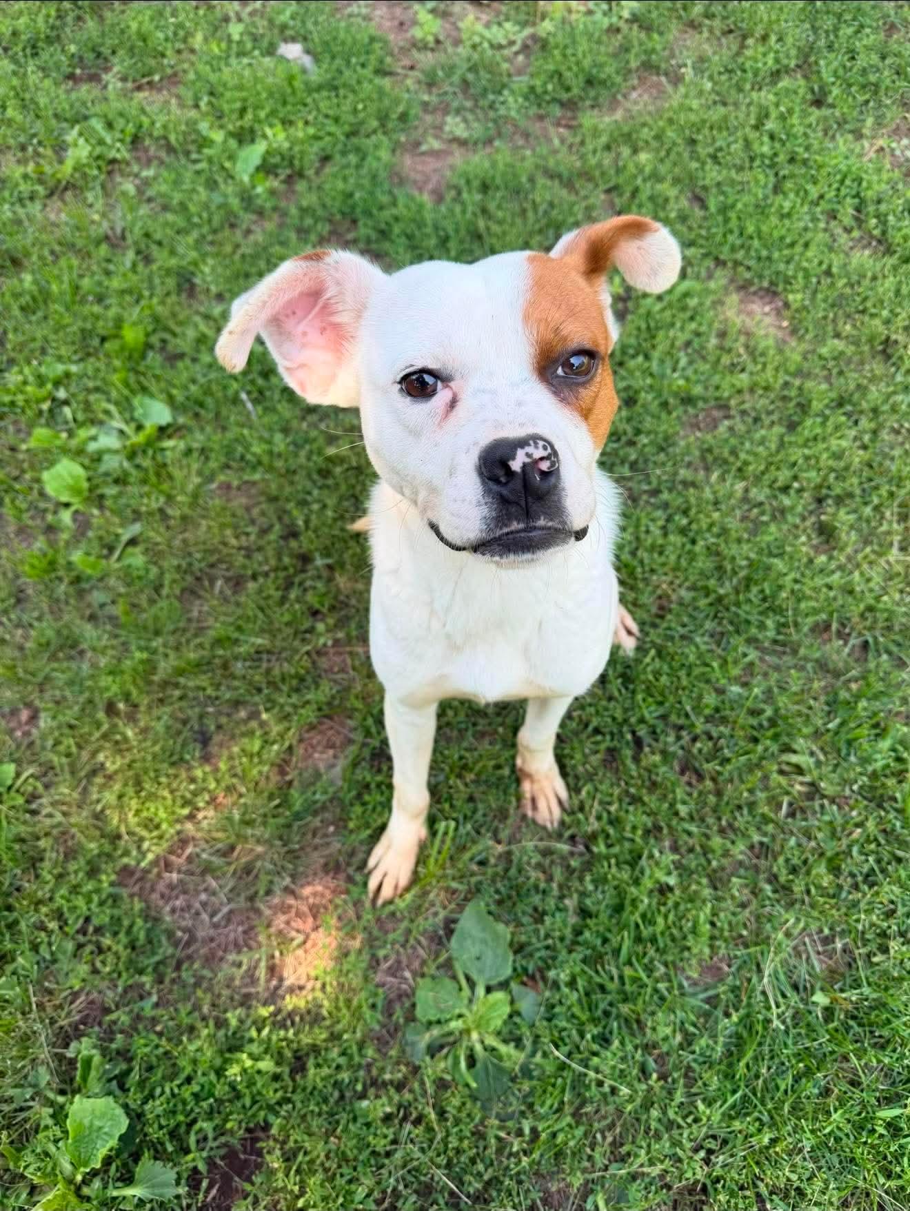 Steve, a Adoptable mixed breed in Duluth, MN image 2/3