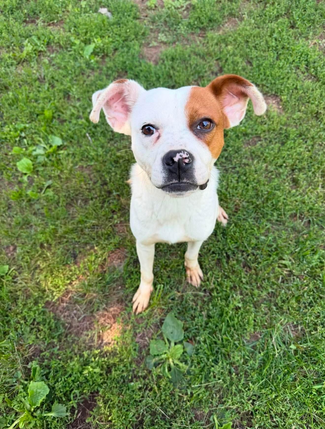 Steve, a Adoptable mixed breed in Duluth, MN image 3/3