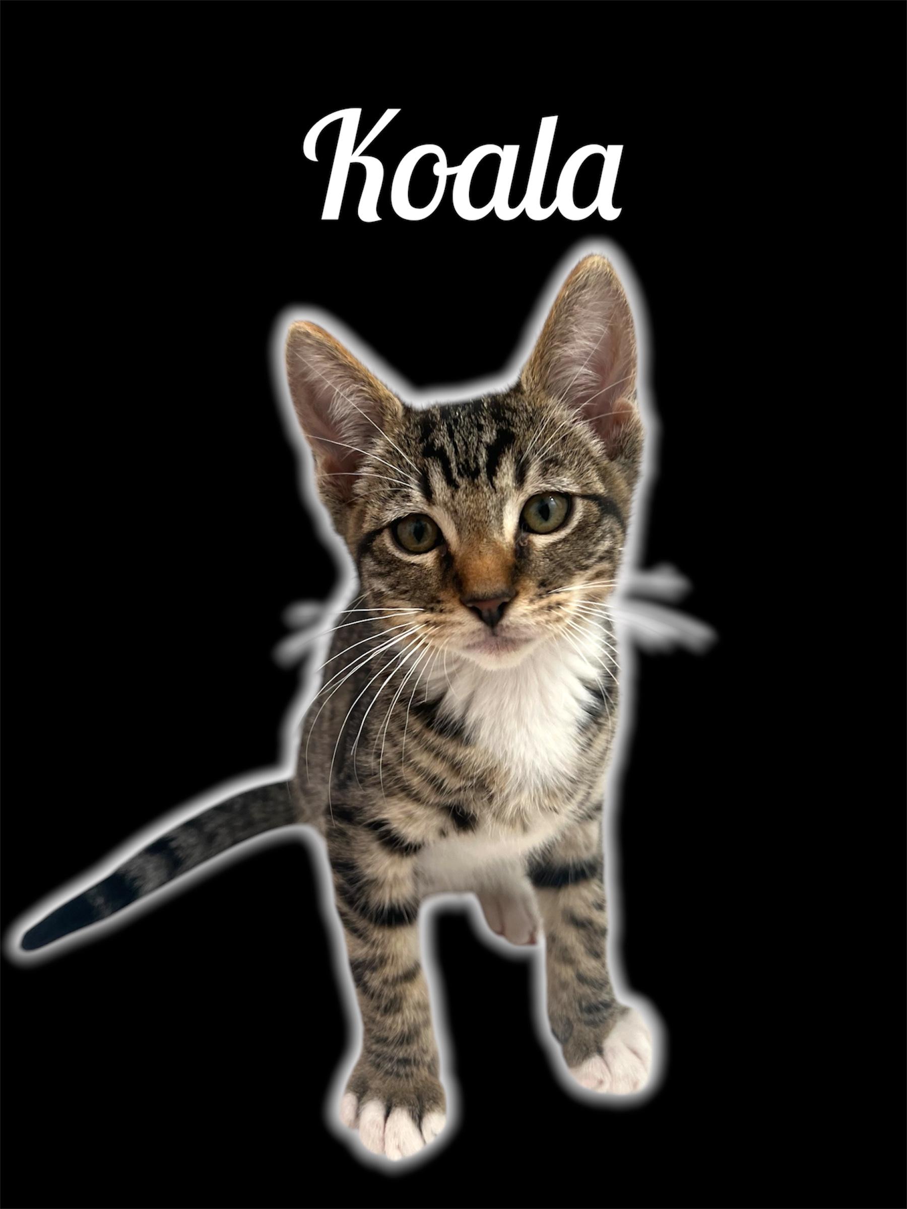 Enlarge Koala, an adoptable Domestic Short Hair in Auburn, CA image 1/1