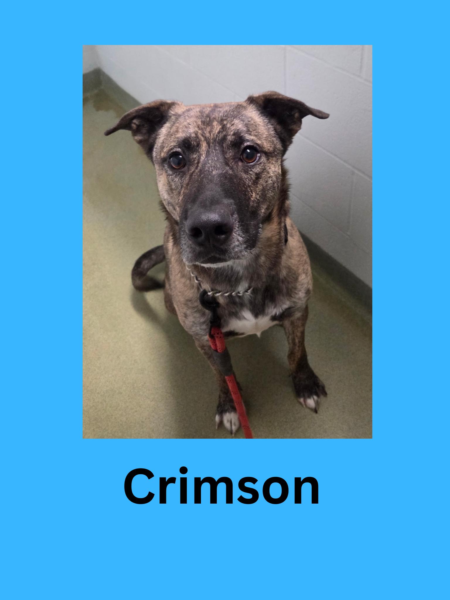 Crimson, adopted, Adult Male Mixed Breed.