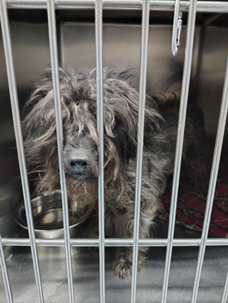 Enlarge Muffin, a Adoptable mixed breed in Fort Worth, TX image 2/2