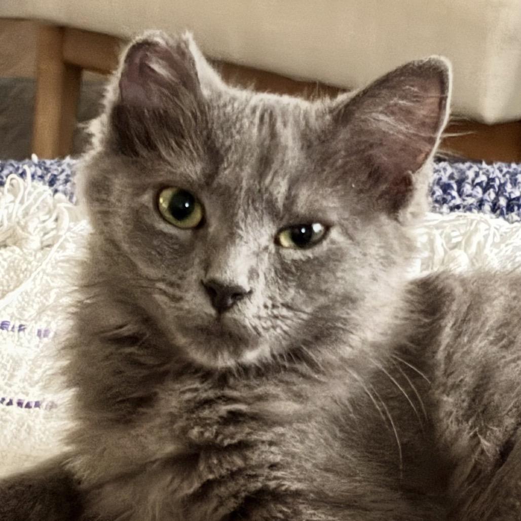 Enlarge Henrietta, a Adoptable Domestic Long Hair in Mocksville, NC image 2/6