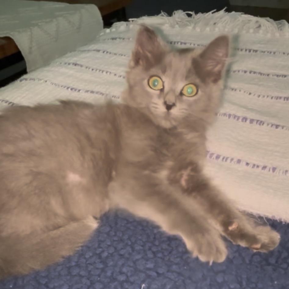 Enlarge Henrietta, a Adoptable Domestic Long Hair in Mocksville, NC image 4/6