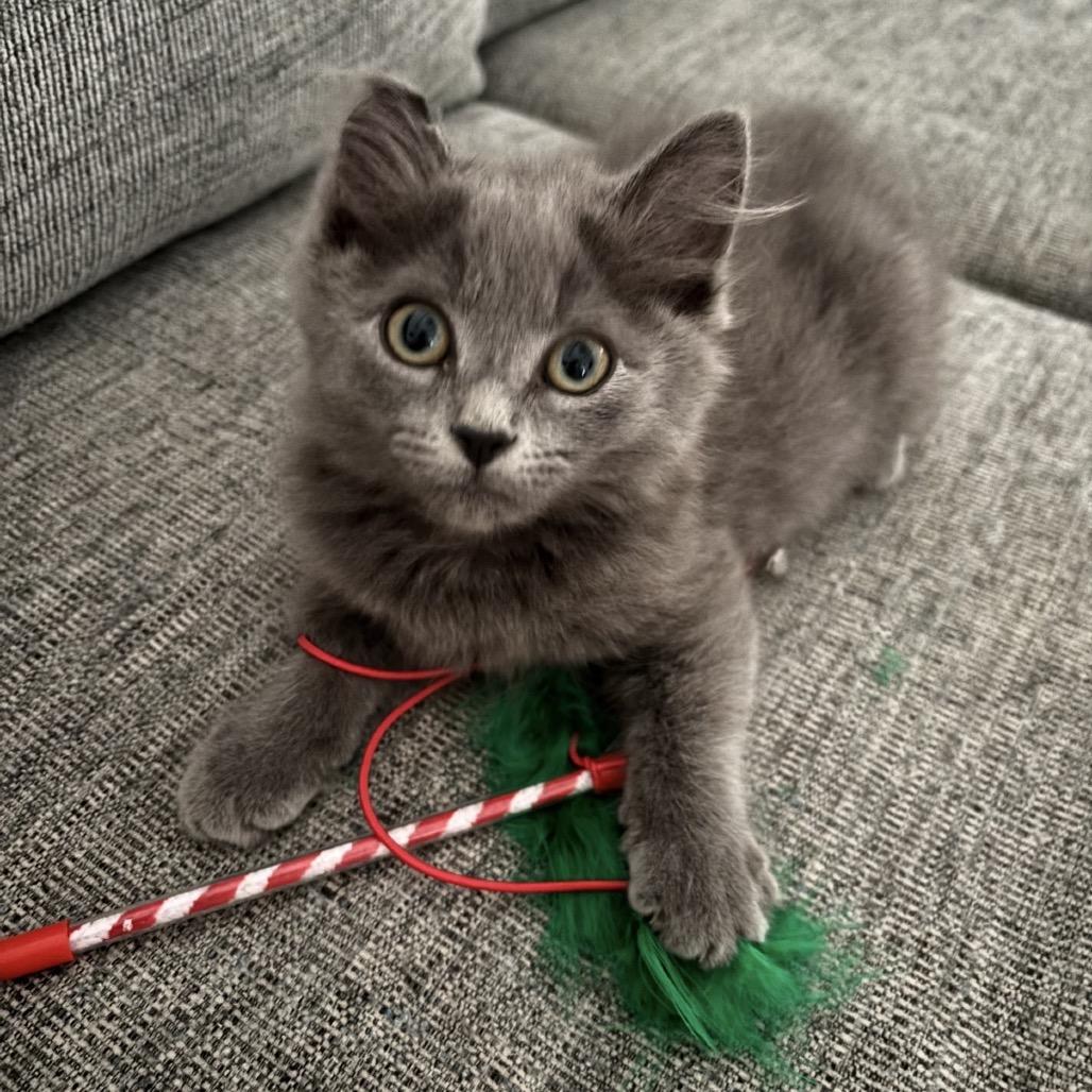 Enlarge Henrietta, a Adoptable Domestic Long Hair in Mocksville, NC image 5/6