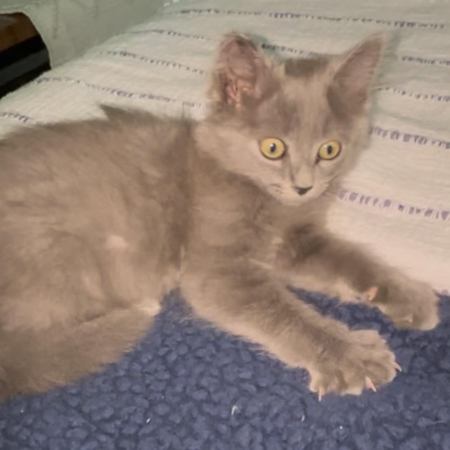 Enlarge Henrietta, a Adoptable Domestic Long Hair in Mocksville, NC image 6/6