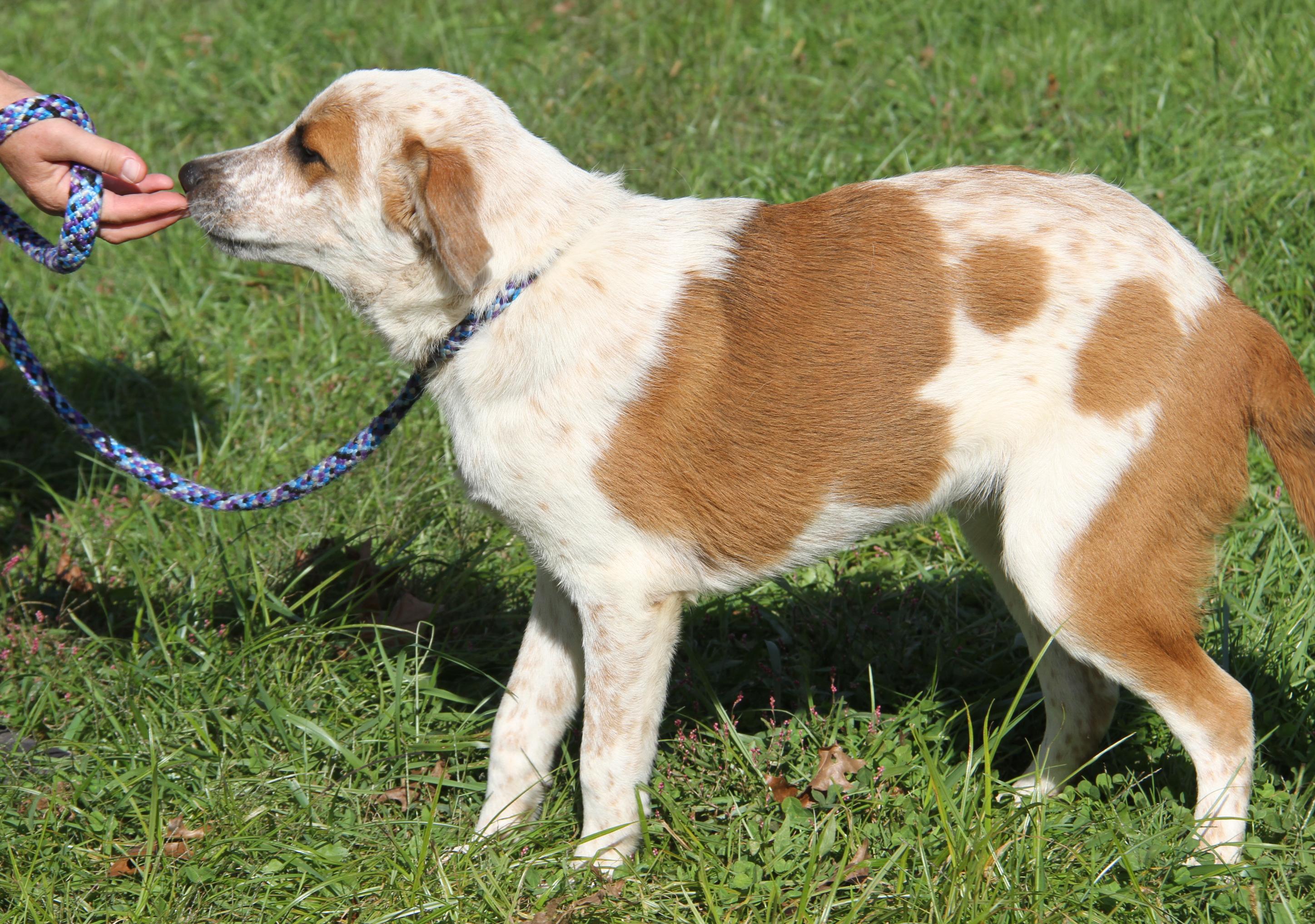 Enlarge Carlos (Photos September 27th 2026), a Adoptable mixed breed in Marietta, OH image 2/6