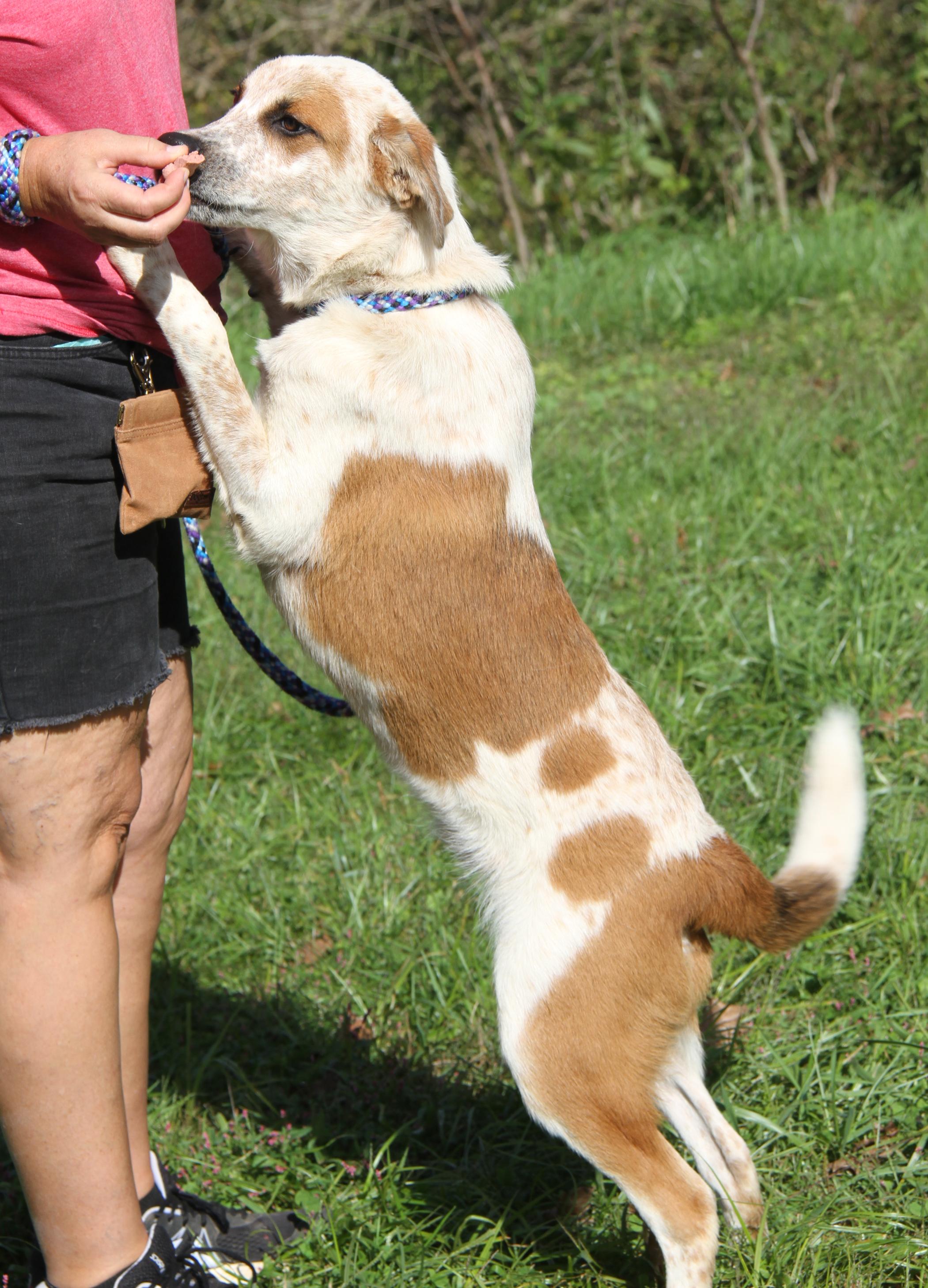 Enlarge Carlos (Photos September 27th 2026), a Adoptable mixed breed in Marietta, OH image 5/6