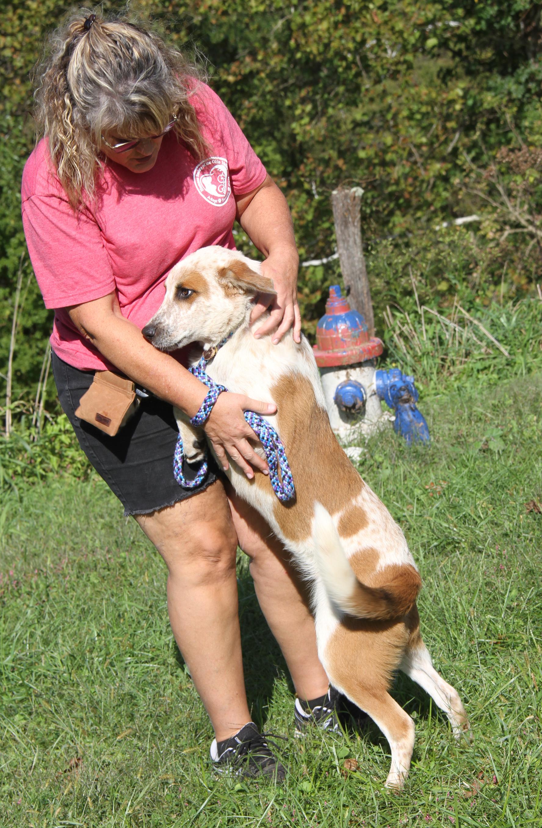 Enlarge Carlos (Photos September 27th 2026), a Adoptable mixed breed in Marietta, OH image 6/6
