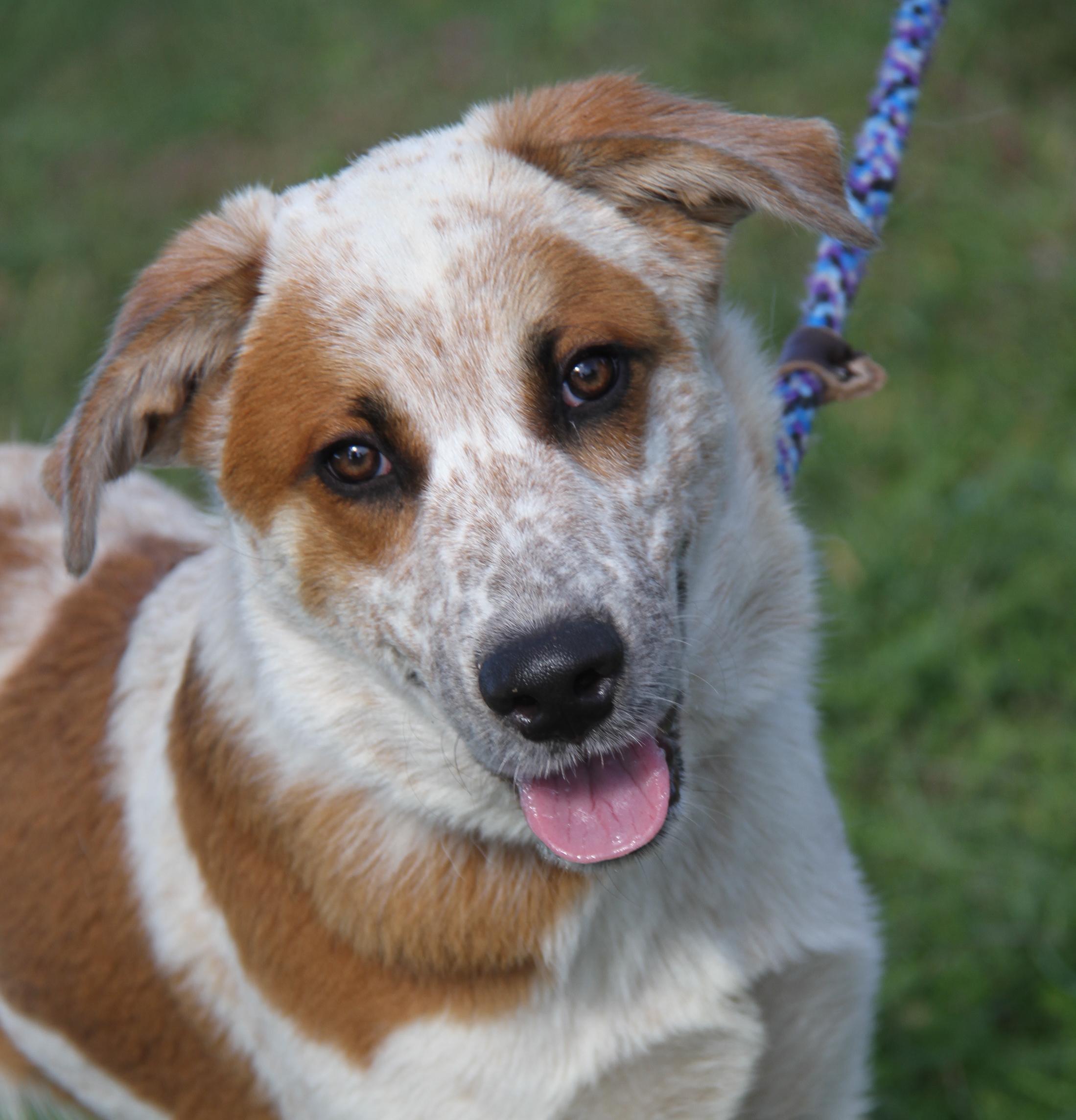 Enlarge Carlos (Photos September 27th 2026), a Adoptable mixed breed in Marietta, OH image 4/6
