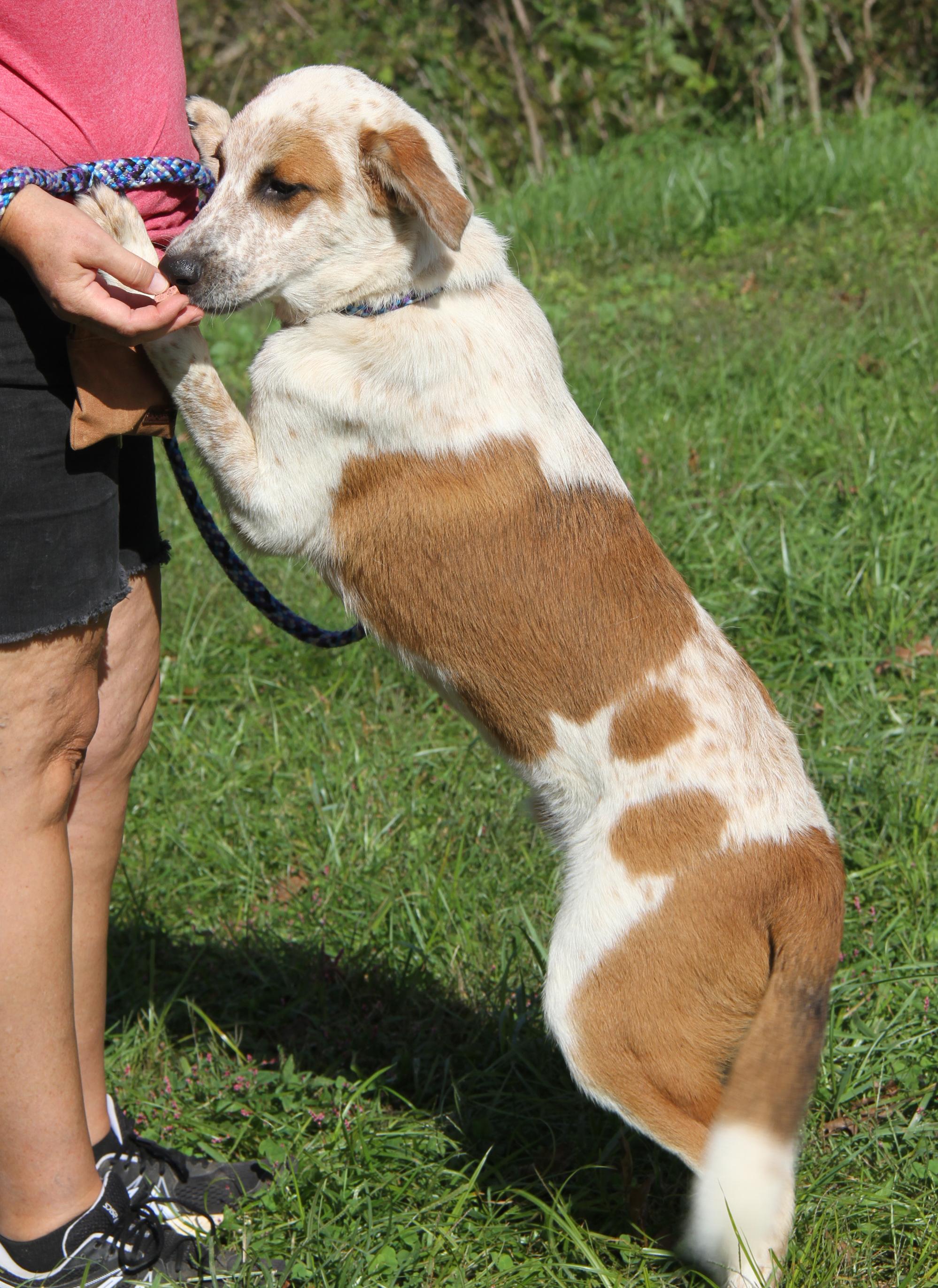 Enlarge Carlos (Photos September 27th 2026), a Adoptable mixed breed in Marietta, OH image 3/6