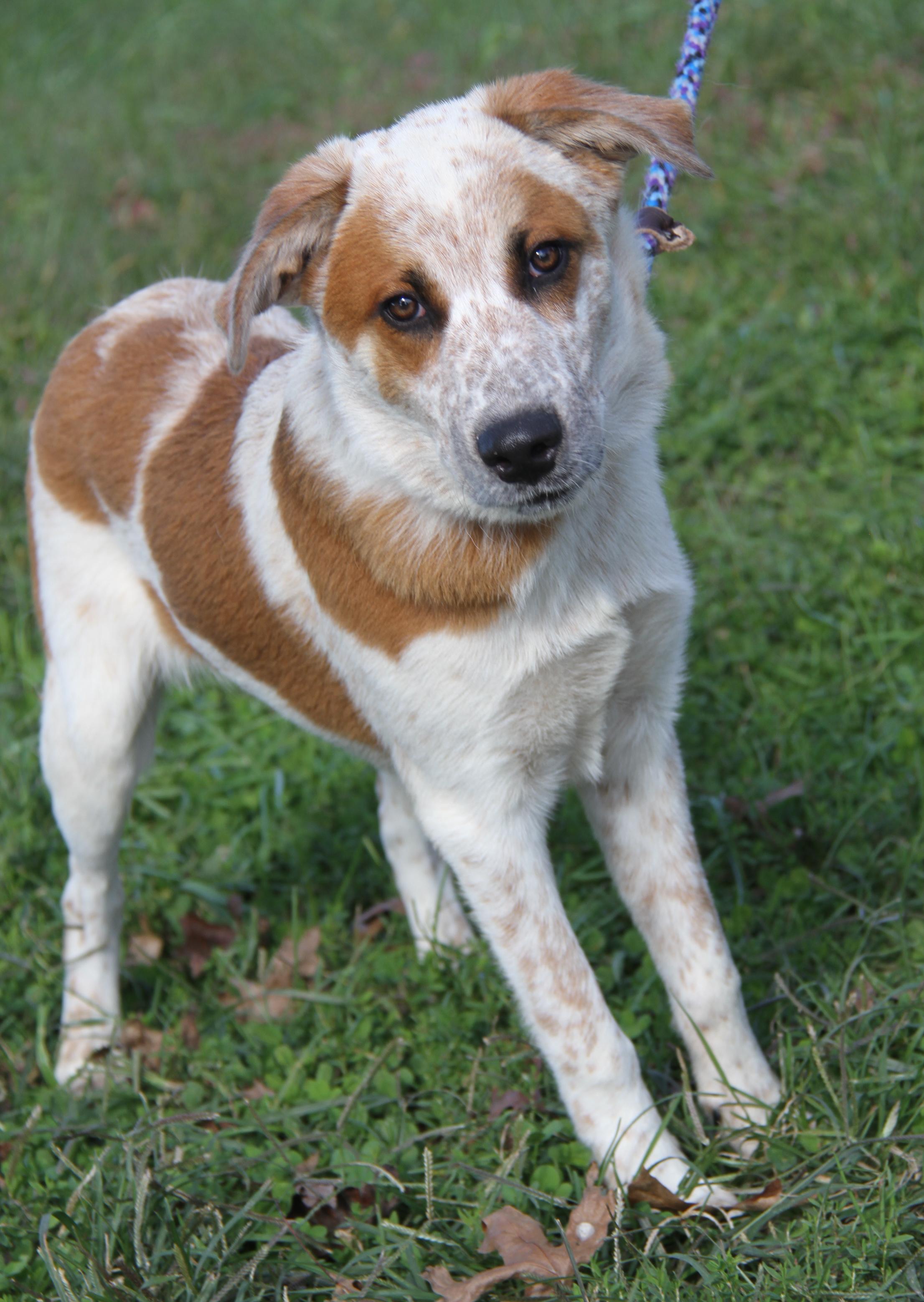 Enlarge Carlos (Photos September 27th 2026), a Adoptable mixed breed in Marietta, OH image 1/6
