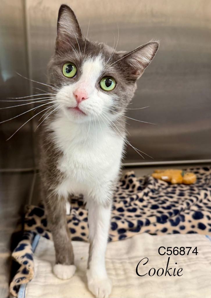Enlarge Cookie, a Adoptable mixed breed in Clarksville, TN image 1/2