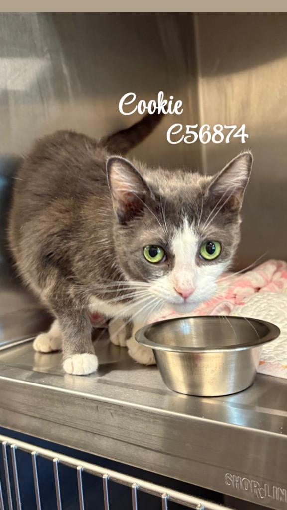 Cookie, Adoptable, Young Female Domestic Short Hair.