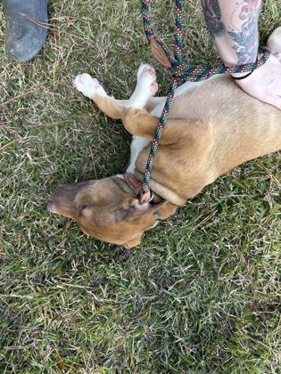 25-176 Hansel, Adoptable, Puppy Male Shepherd & Mixed Breed.