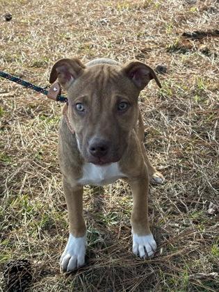 25-176 Hansel, a Adoptable mixed breed in Barnesville, GA image 2/3