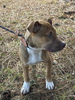 25-176 Hansel, a Adoptable mixed breed in Barnesville, GA image 3/3