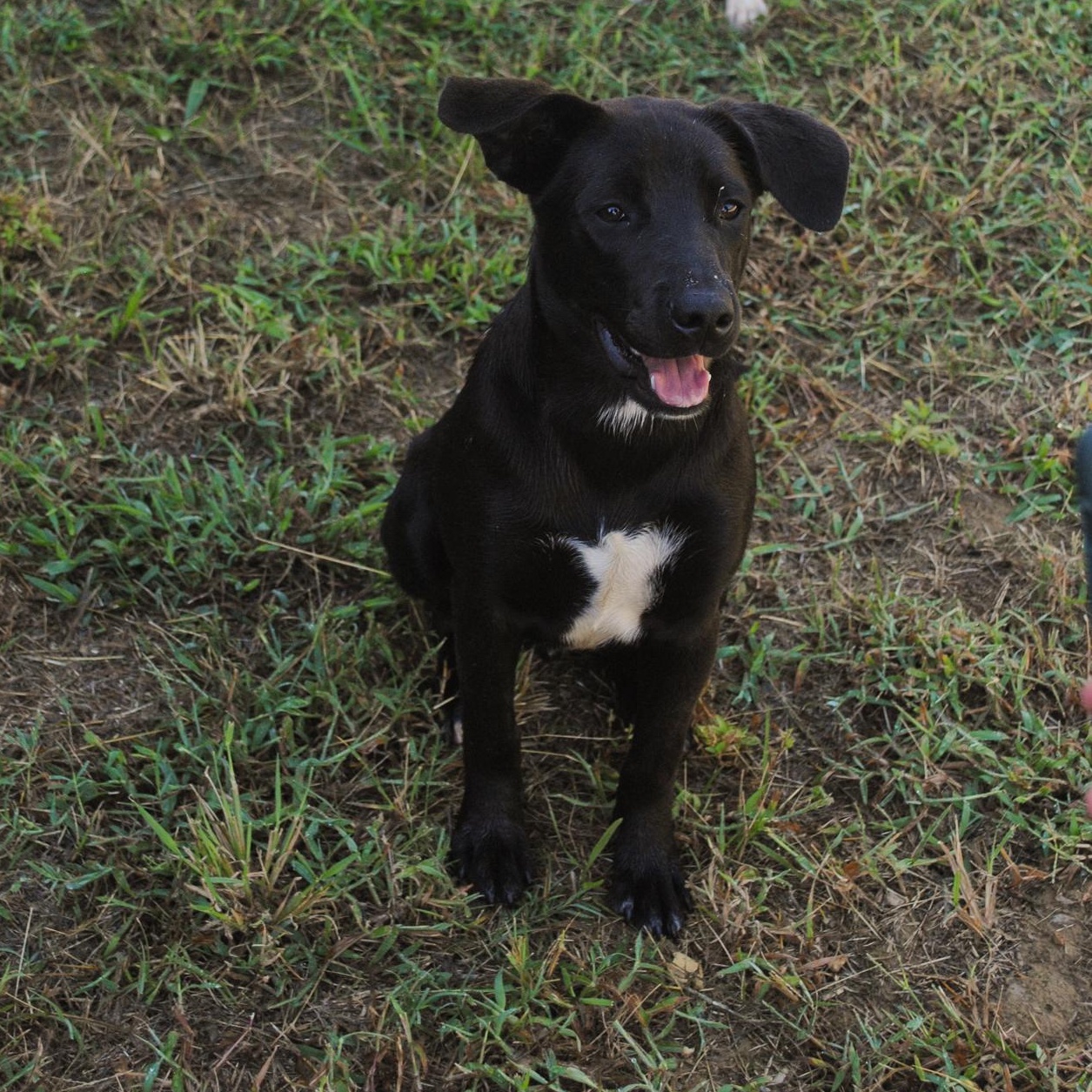 Enlarge Robert, a Adopted mixed breed in Manchester, TN image 1/2
