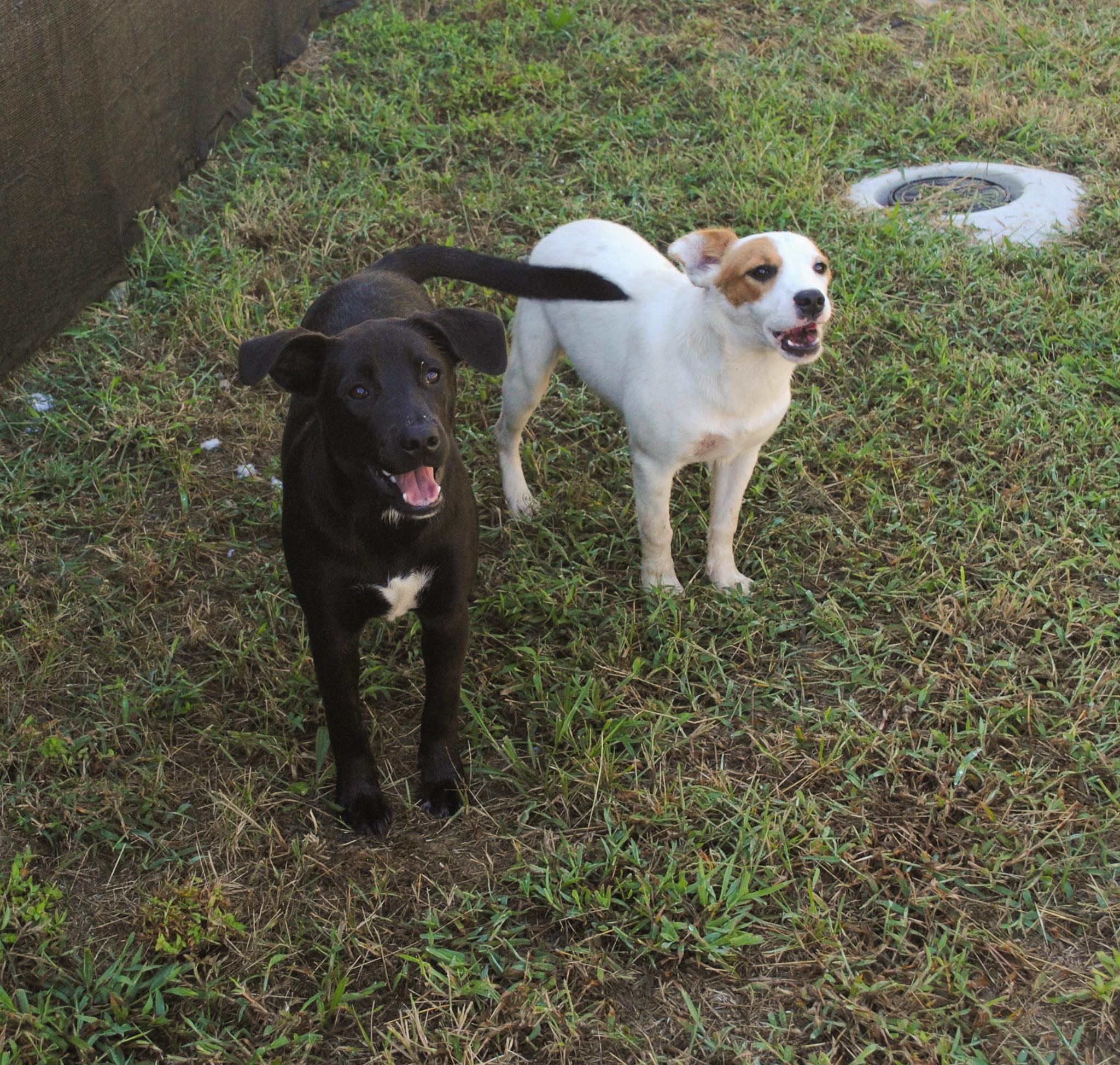 Enlarge Robert, a Adopted mixed breed in Manchester, TN image 2/2