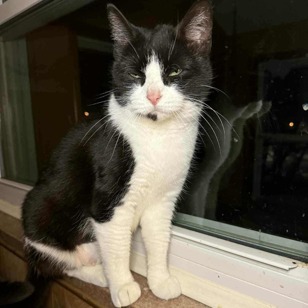 Paisley, Adoptable, Young Female American Shorthair.