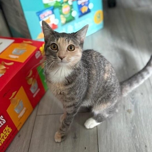 Willow Taylor — thumbnail 4