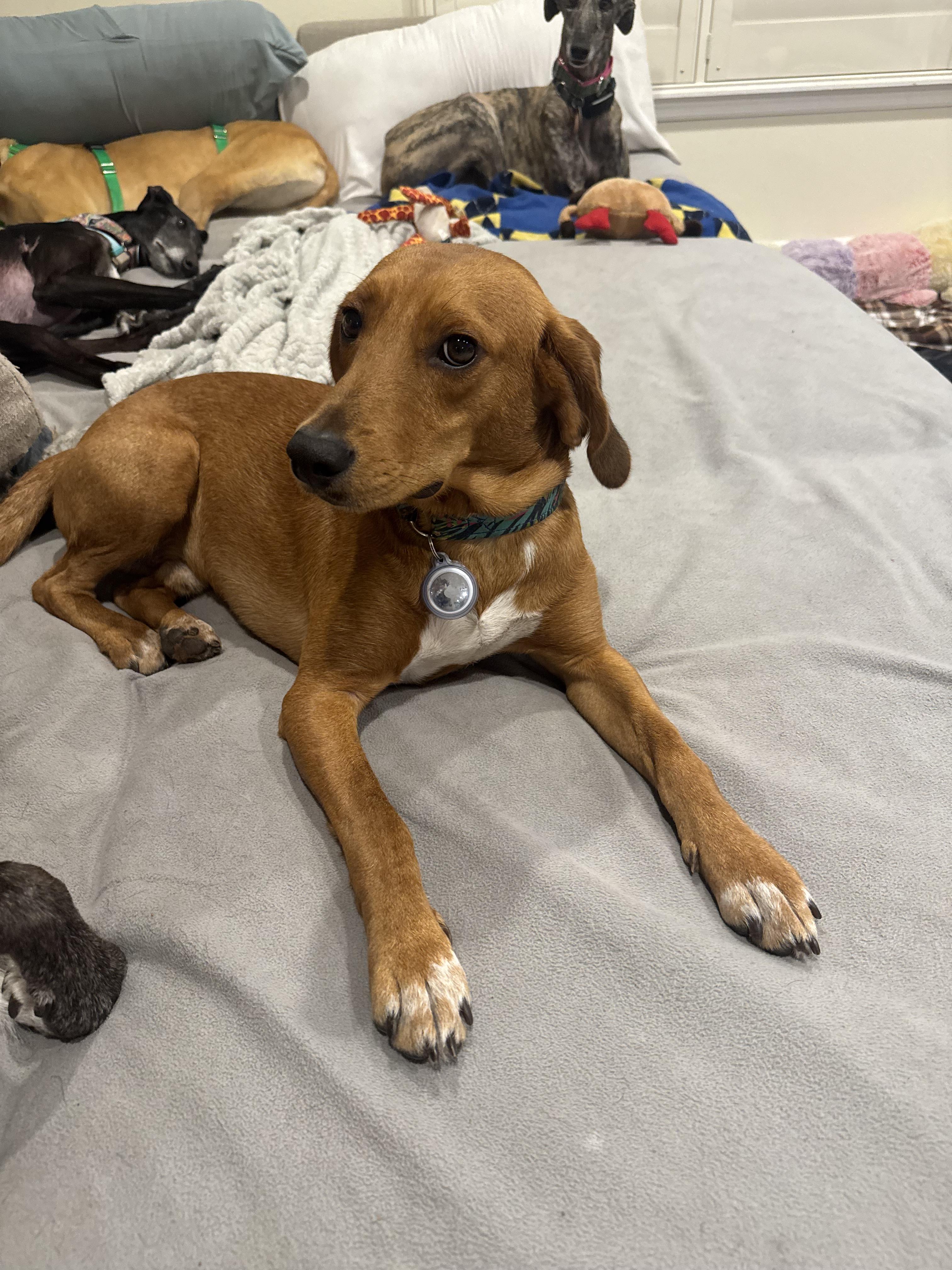 Enlarge Huck Fin, an adopted Hound in Winter Park, FL image 1/1