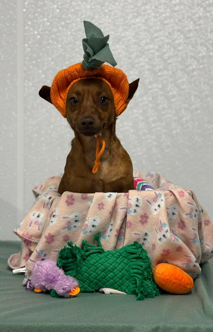 Sprout, adopted, Adult Female Dachshund.