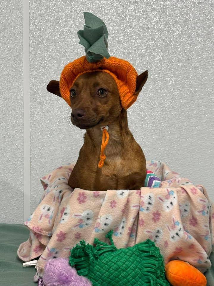 Enlarge Sprout, an adopted mixed breed in Shepherdsville, KY image 2/3