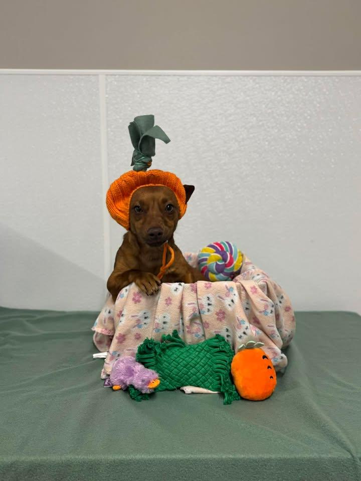 Enlarge Sprout, an adopted mixed breed in Shepherdsville, KY image 3/3