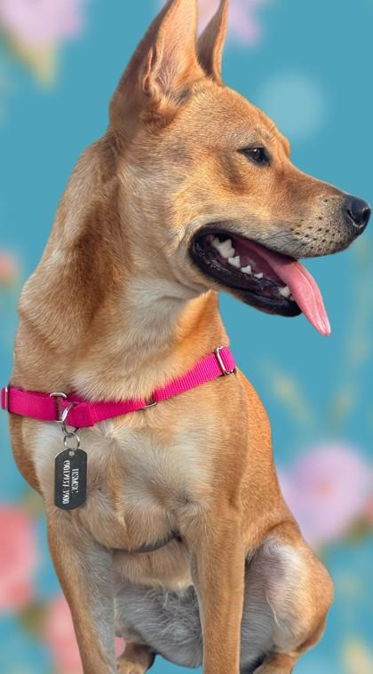 Enlarge Via, a Adoptable Mixed Breed in Memphis, TN image 1/3