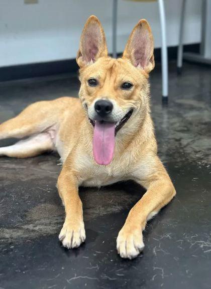 Via, a Adoptable Mixed Breed in Memphis, TN image 1/3