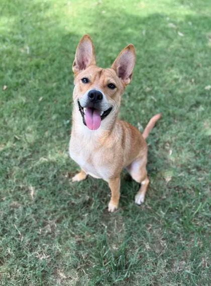 Via, Adoptable, Adult Female Mixed Breed & Mixed Breed.