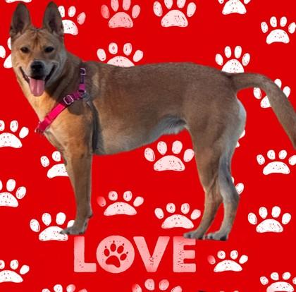 Enlarge Via, a Adoptable Mixed Breed in Memphis, TN image 3/3