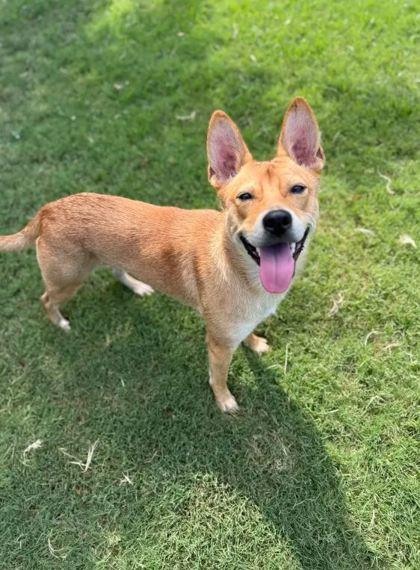 Enlarge Via, a Adoptable Mixed Breed in Memphis, TN image 2/3