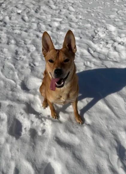 Enlarge Via, a Adoptable Mixed Breed in Memphis, TN image 2/3