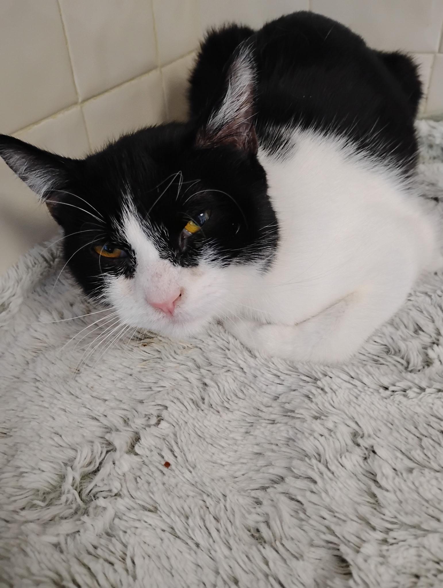 Enlarge Charlie , a ADOPTABLE Tuxedo in Bayonne, NJ image 1/4