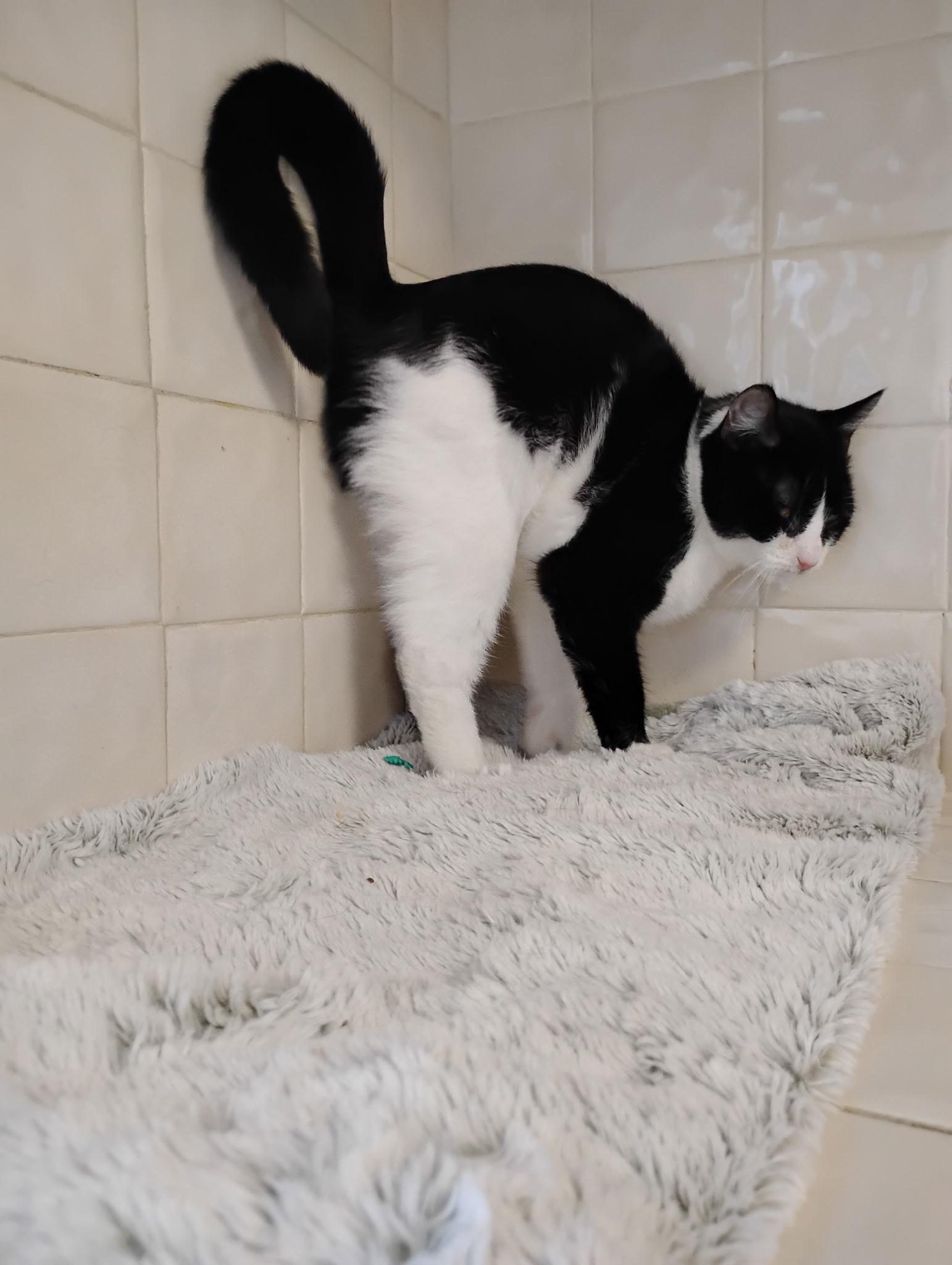 Enlarge Charlie , a ADOPTABLE Tuxedo in Bayonne, NJ image 3/4