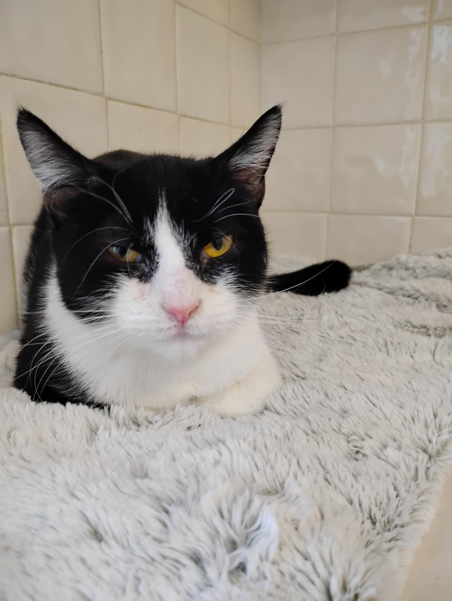 Enlarge Charlie , a ADOPTABLE Tuxedo in Bayonne, NJ image 4/4