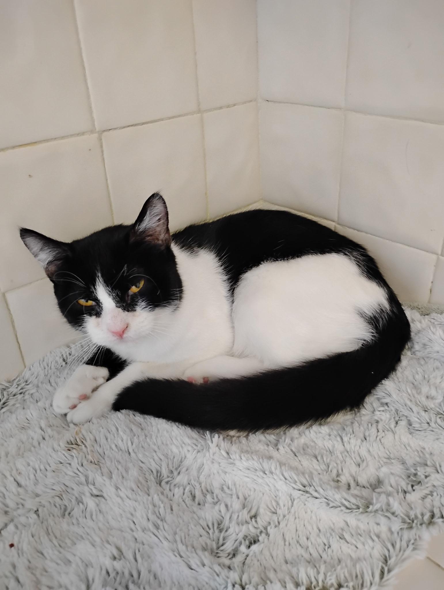 Enlarge Charlie , a ADOPTABLE Tuxedo in Bayonne, NJ image 2/4