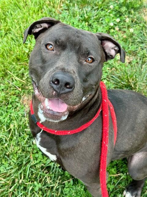 MR. BIG, Adoptable, Adult Male Terrier & Mixed Breed.