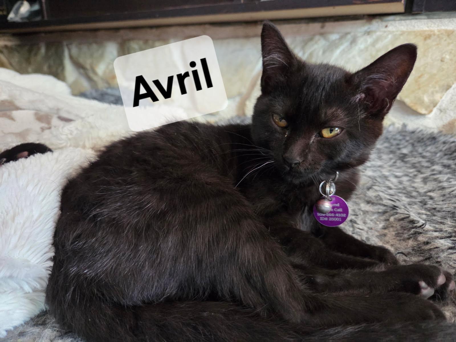 Avril, an adoptable Domestic Short Hair in Pasco, WA, 99301 | Photo Image 1