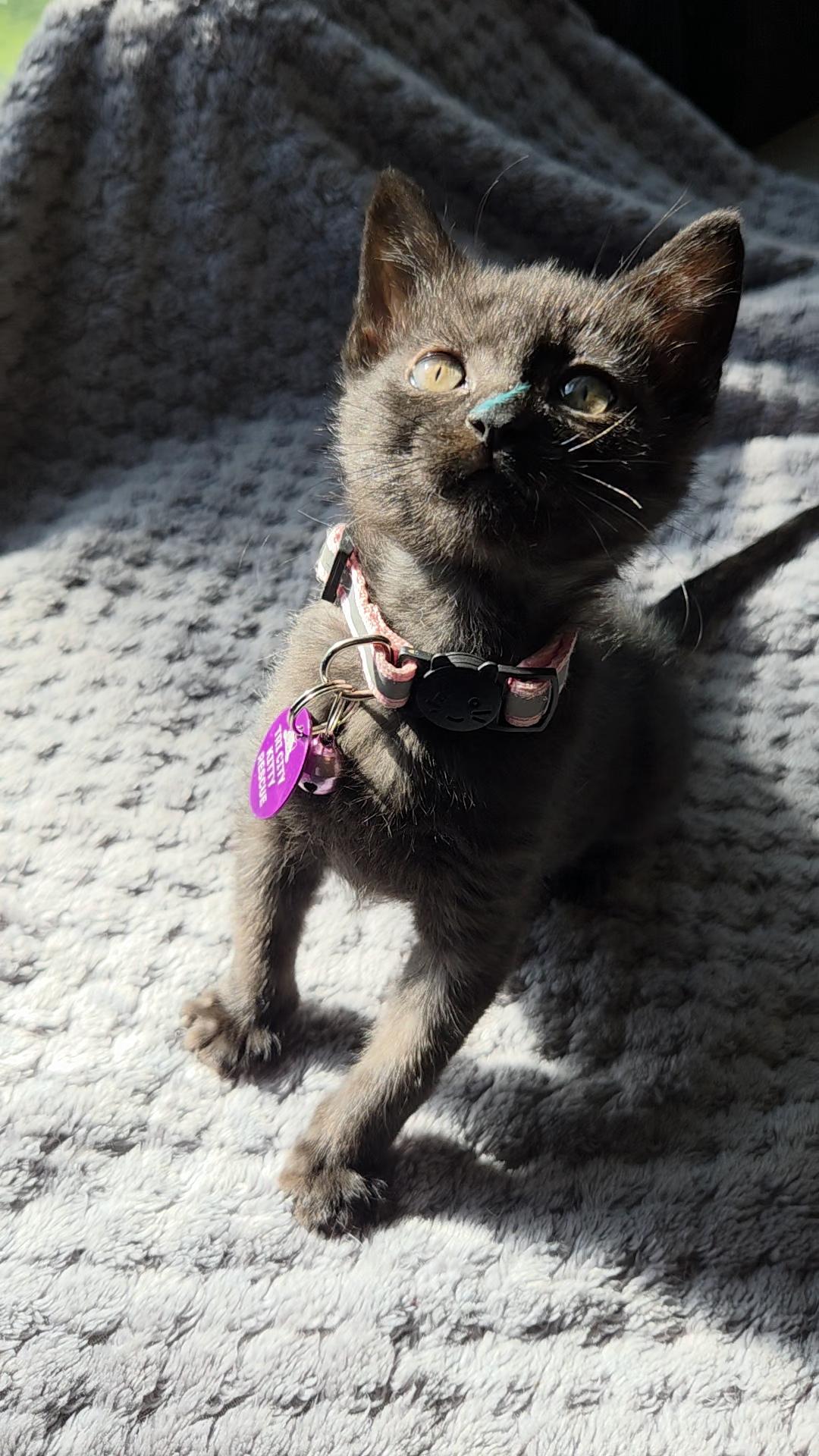Avril, an adoptable Domestic Short Hair in Pasco, WA, 99301 | Photo Image 3