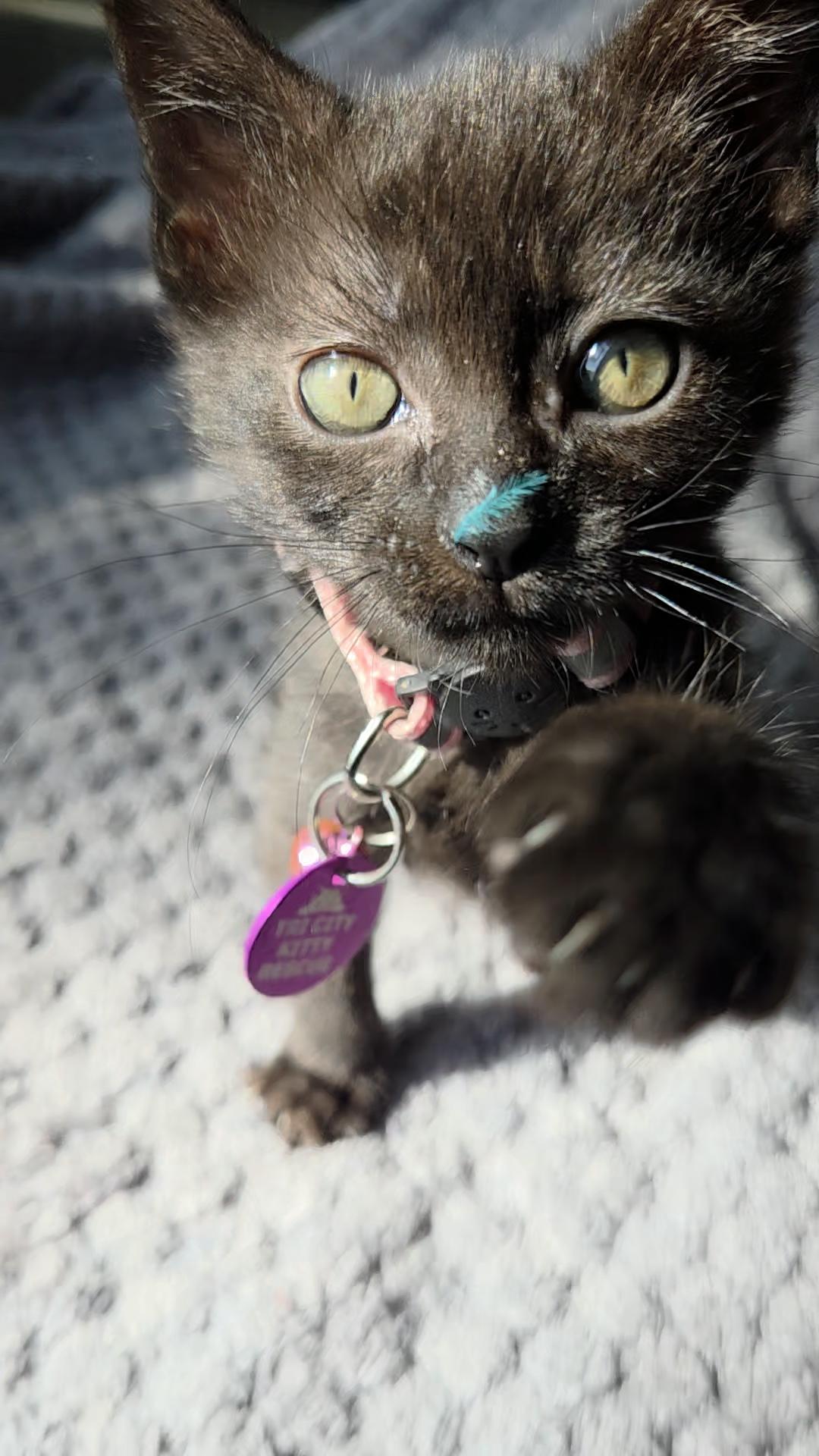 Avril, an adoptable Domestic Short Hair in Pasco, WA, 99301 | Photo Image 4