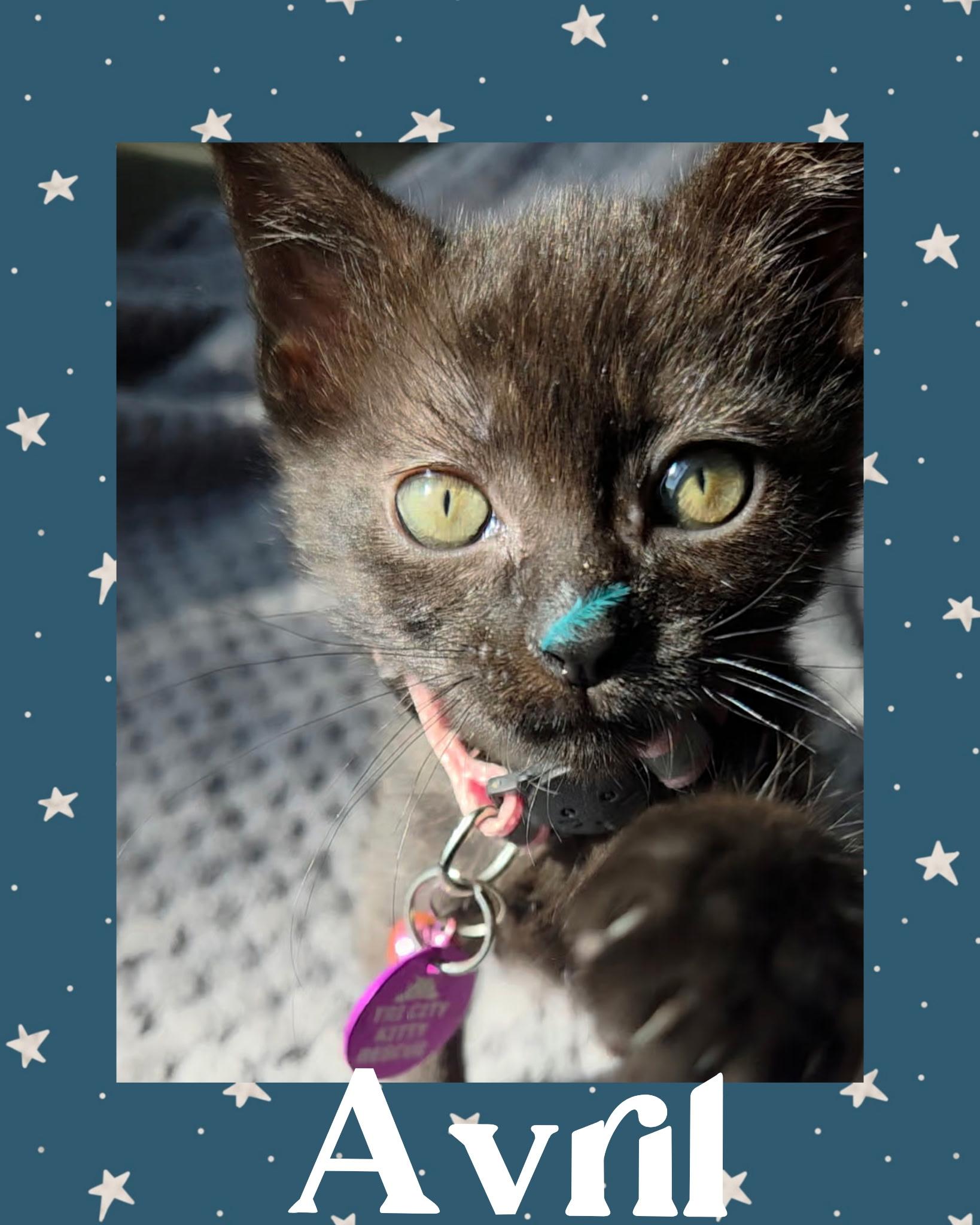 Avril, an adoptable Domestic Short Hair in Pasco, WA, 99301 | Photo Image 2